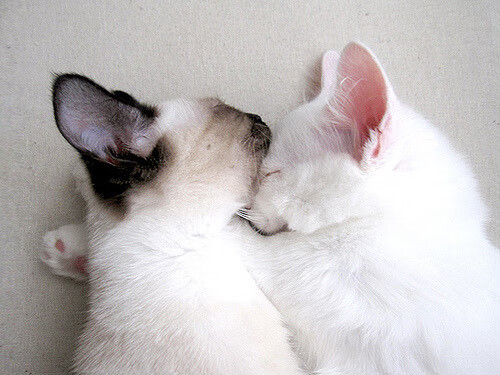 审判夜，当戈贝尔在进攻端化身死神，爵士的蜕变让广厦无处可逃